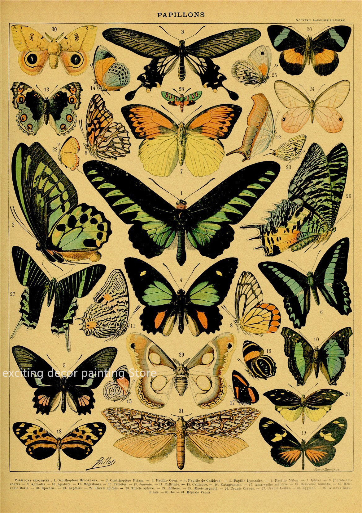 Principle Vintage Style Botany and Animal Art Posters