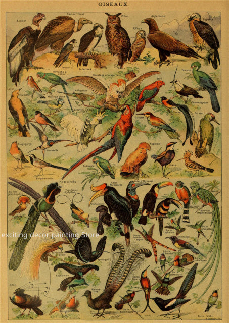 Principle Vintage Style Botany and Animal Art Posters