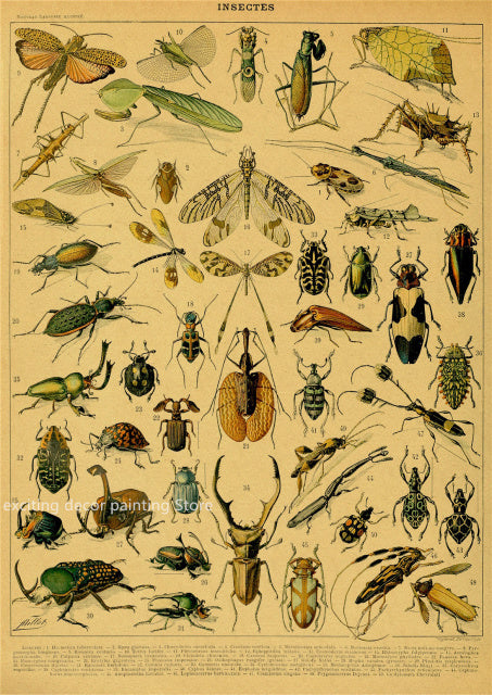 Principle Vintage Style Botany and Animal Art Posters