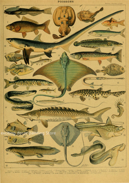 Principle Vintage Style Botany and Animal Art Posters