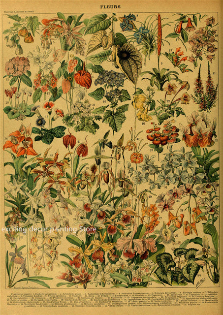 Principle Vintage Style Botany and Animal Art Posters