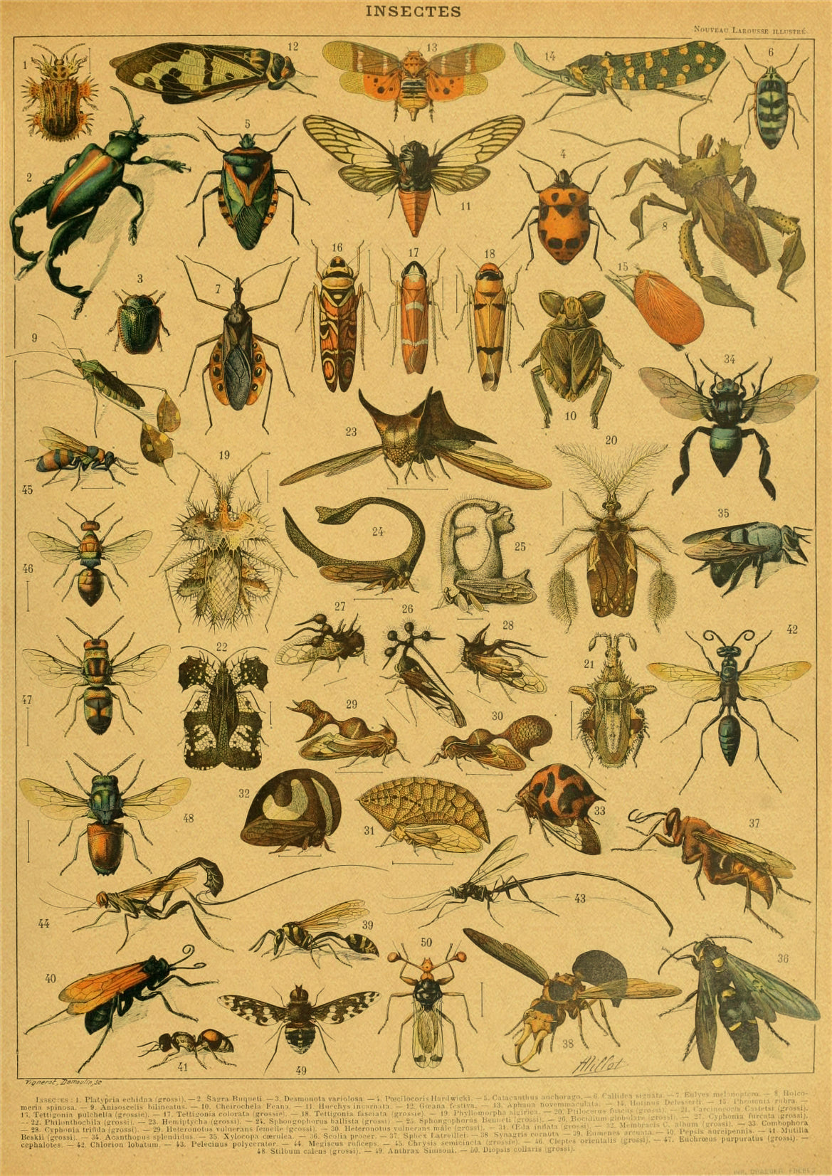 Principle Vintage Style Botany and Animal Art Posters